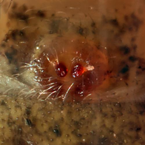 Réf. 300 751 : Xysticus ulmi