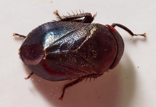 Penthimia nigra