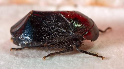 Penthimia nigra