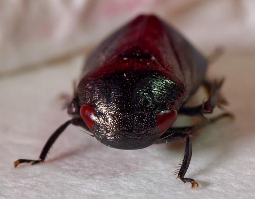 Penthimia nigra