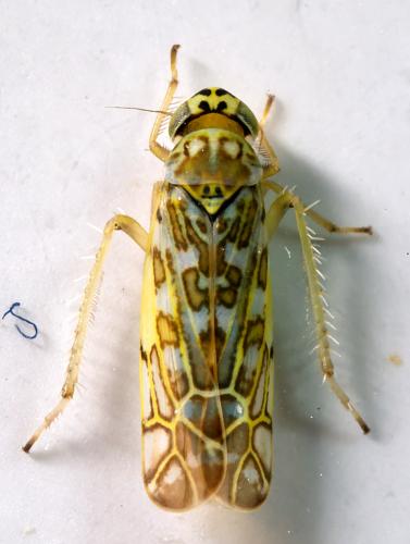 Réf. 300 738 : Eupteryx decemnotata