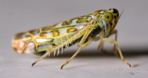 Réf. 300 739 : Eupteryx decemnotata