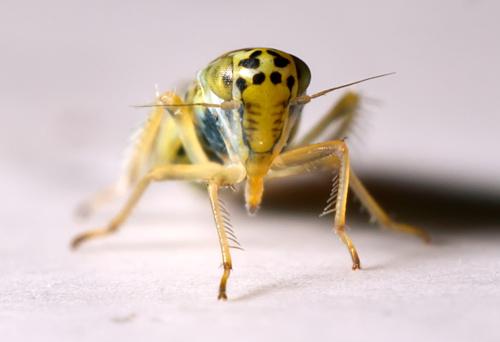 Réf. 300 740 : Eupteryx decemnotata