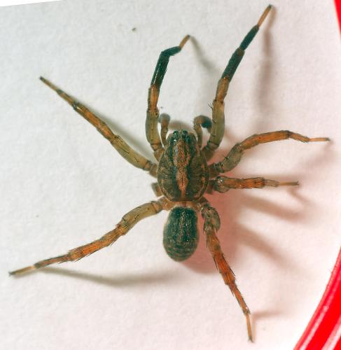 Réf. 300 894 : Trochosa terricola