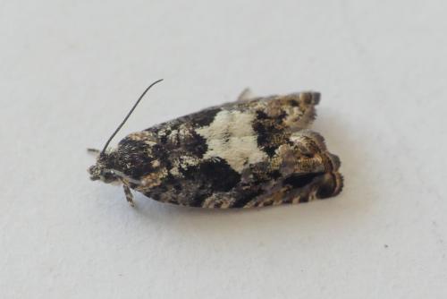Pammene argyrana