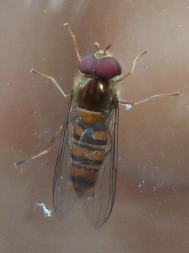 Episyrphus balteatus