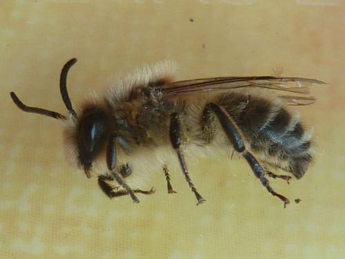 Réf. 300 625 : Colletes cunicularius