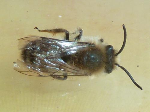 Réf. 300 626 : Colletes cunicularius