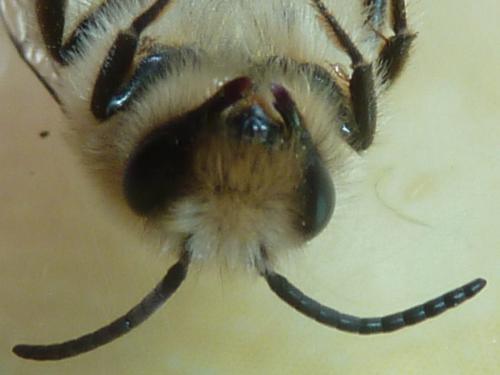 Colletes cunicularius