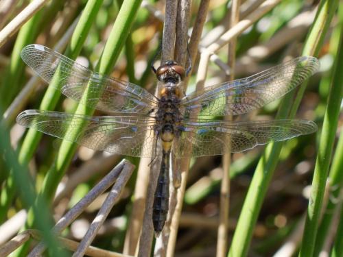 Réf. 300 893 : Leucorrhinia caudalis