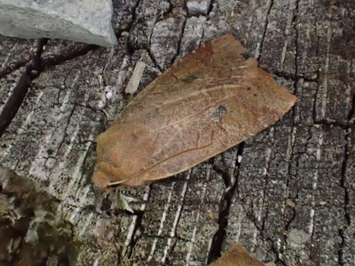 Réf. 300 549 : Conistra sp.