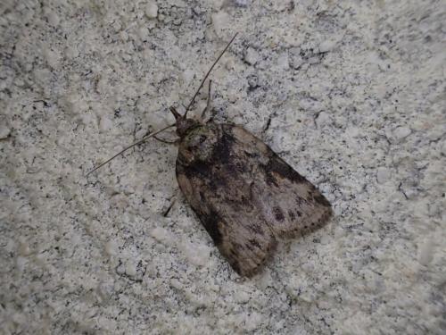 Réf. 300 492 : Nycteola sp.