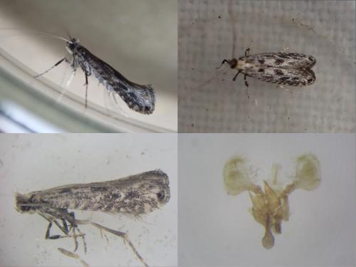 Réf. 300 119 : Parornix devoniella