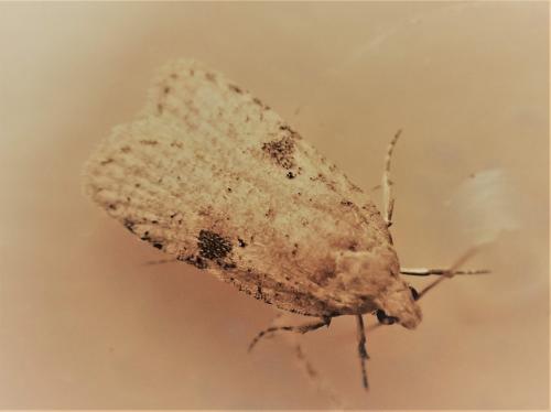 Réf. 300 188 : Agonopterix propinquella