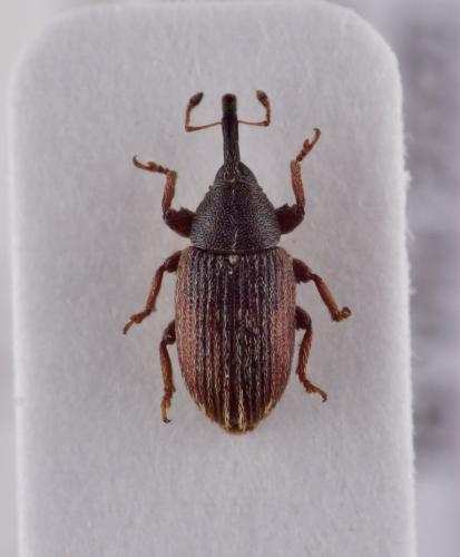 Mecinus elongatus