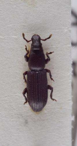Rhyncolus strangulatus