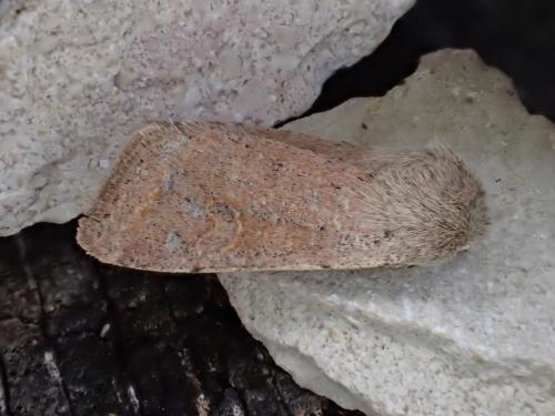 Réf. 300 426 : Orthosia cruda