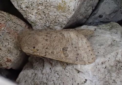 Réf. 300 427 : Orthosia cruda