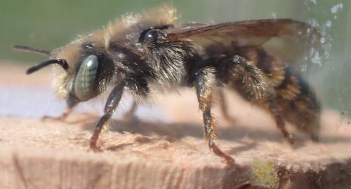 Réf. 300 457 : Osmia rufohirta