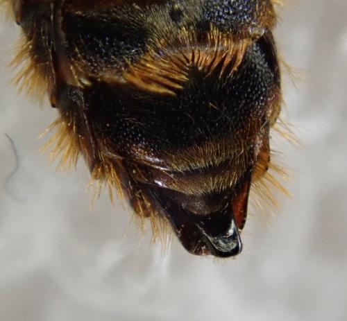 Réf. 300 461 : Osmia rufohirta