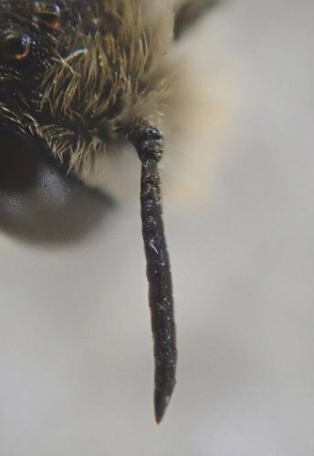 Réf. 300 460 : Osmia rufohirta