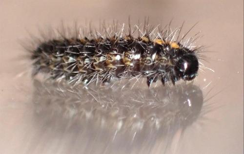 Euplagia quadripunctaria