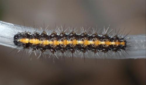 Réf. 300 608 : Euplagia quadripunctaria