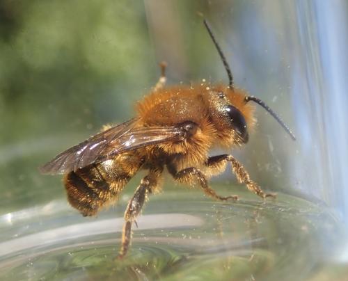 Réf. 300 693 : Osmia sp.