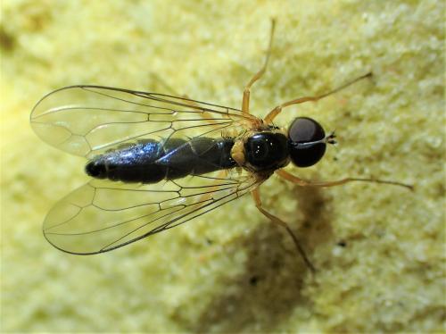 Réf. 300 797 : Nephrocerus scutellatus