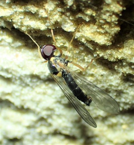 Réf. 300 798 : Nephrocerus scutellatus