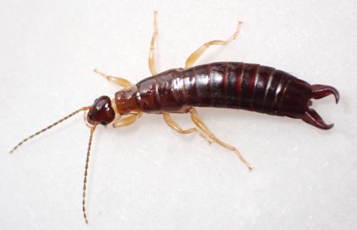 Euborellia annulipes