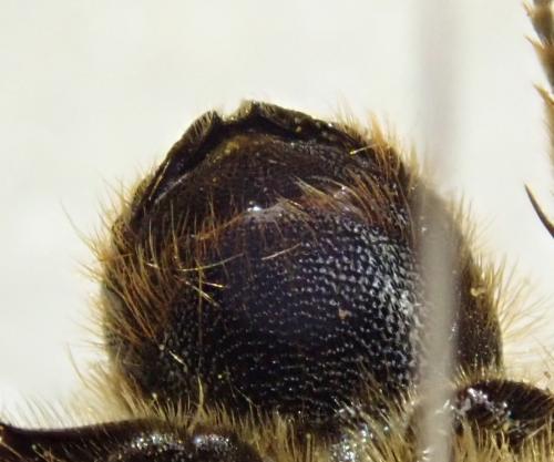 Réf. 300 696 : Osmia sp.