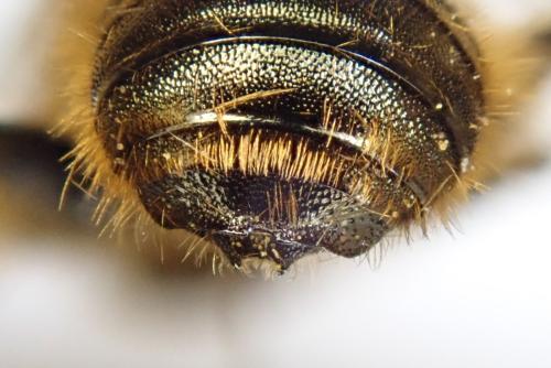 Réf. 300 695 : Osmia sp.