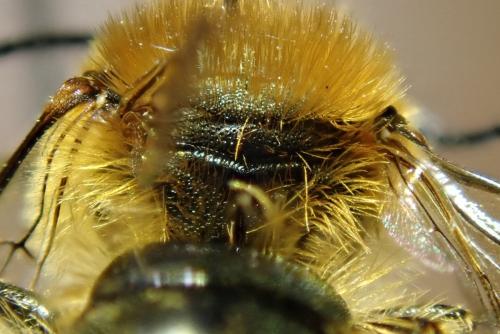 Réf. 300 697 : Osmia sp.