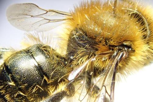 Réf. 300 698 : Osmia sp.