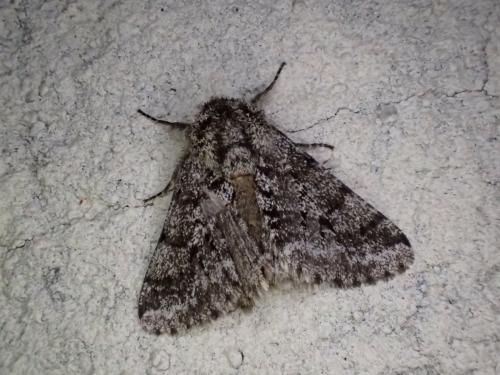 Réf. 300 849 : Lycia hirtaria