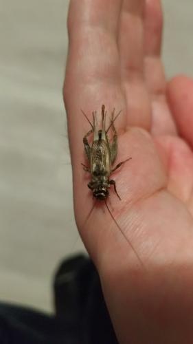 Eumodicogryllus bordigalensis bordigalensis