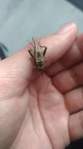 Eumodicogryllus bordigalensis bordigalensis