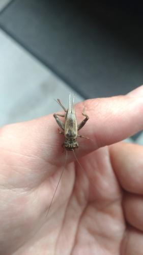 Eumodicogryllus bordigalensis bordigalensis