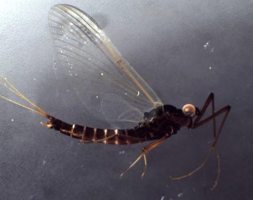 Réf. 300 759 : Paraleptophlebia submarginata