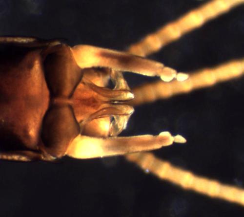 Réf. 300 762 : Paraleptophlebia submarginata