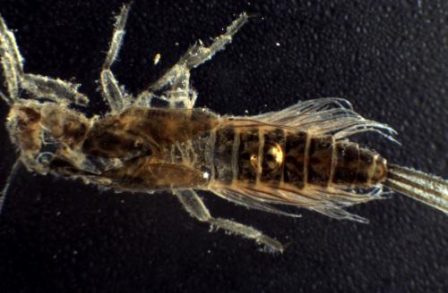 Réf. 300 760 : Paraleptophlebia submarginata