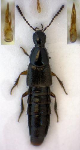 Philonthus albipes