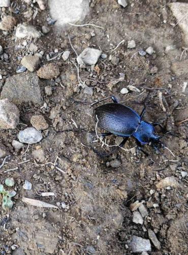 Réf. 300 880 : Carabus problematicus