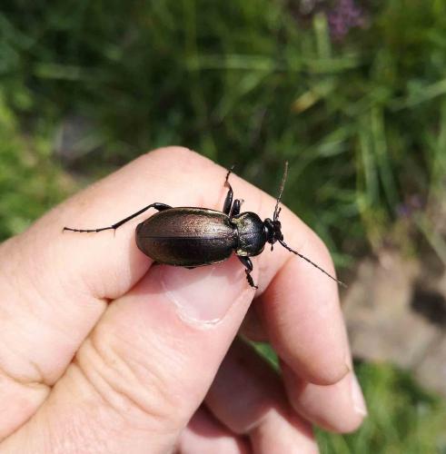 Carabus nemoralis
