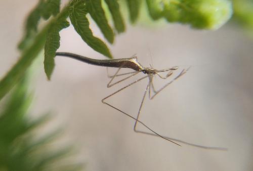 Réf. 300 723 : Rhomphaea rostrata