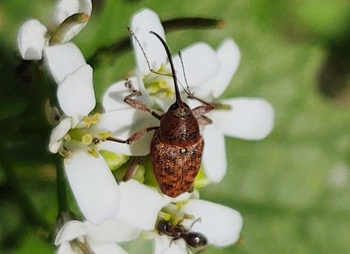Réf. 300 917 : Curculio sp.