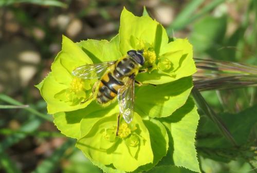 Myathropa florea