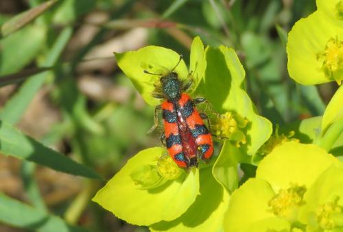 Réf. 300 722 : Trichodes alvearius