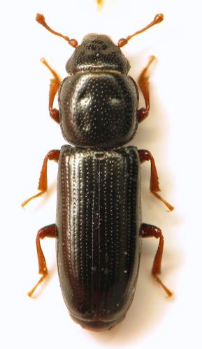 Rhizophagus picipes